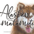 Alaskan Malamute Font
