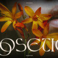 Rosetic Font